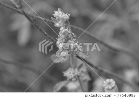 單色花 單色花 77540992