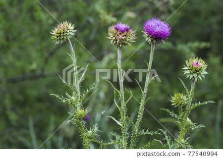 Yellow wild flower in Patagonia, Argentina Yellow wild flower in Patagonia, Argentina 77540994