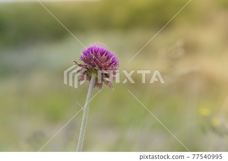 Yellow wild flower in Patagonia, Argentina 77540995