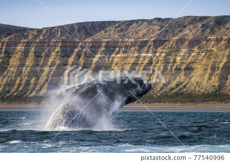Whale Patagonia Argentina Whale Patagonia Argentina 77540996