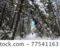 Winter hiking trek 77541163