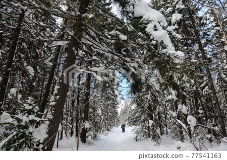 Winter hiking trek Winter hiking trek 77541163