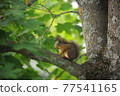 Finnish squirrel Finland 77541165