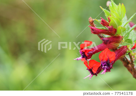 Kufair Purpurea 的紅色花朵和雨滴 77541178