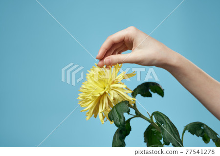 Yellow flower and female hand on a blue background cropped view close-up Yellow flower and female hand on a blue background cropped view close-up 77541278