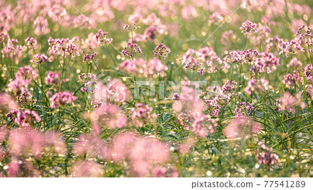 Rakkyo no Hana（鳥取縣北榮市） 77541289