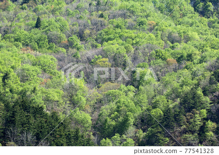 Satoyama spring, laughing in the mountains Tadami Town, Fukushima Prefecture Satoyama spring, laughing in the mountains Tadami Town, Fukushima Prefecture 77541328