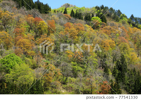Spring Satoyama, laughing in Tadami Town, Fukushima Prefecture Spring Satoyama, laughing in Tadami Town, Fukushima Prefecture 77541330