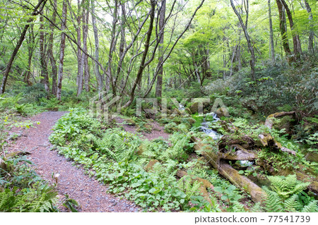 Image of trekking the fresh green and clear stream of the Kitanizawa mountain stream Image of trekking the fresh green and clear stream of the Kitanizawa mountain stream 77541739