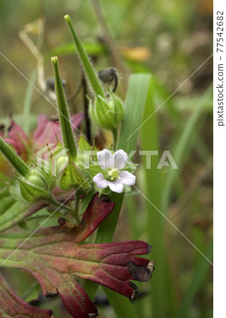 Small pink Carolina geranium flowers blooming in the field 77542682