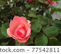 Roses and hornworms 77542811
