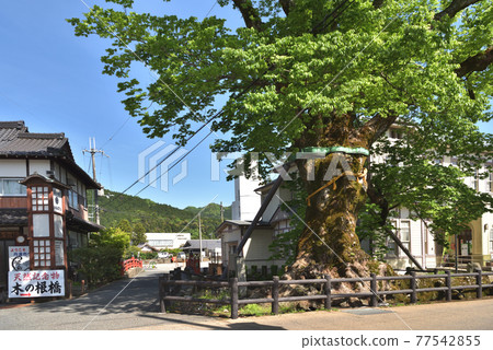 Fresh green "Kinebashi", a giant zelkova tree 1000 years old 77542855