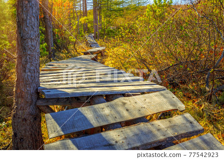 Wooden hiking trail in the mountain forest 77542923