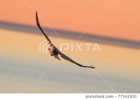 Flying Rough-legged buzzard (Buteo lagopus) Flying Rough-legged buzzard (Buteo lagopus) 77542930