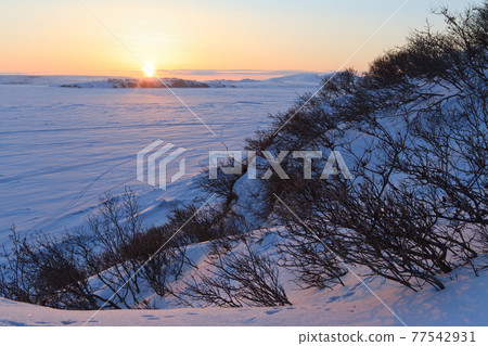 Arctic dawn landscape 77542931