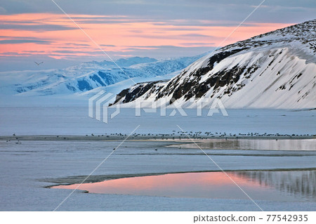 Scenic arctic landscape at sunset 77542935