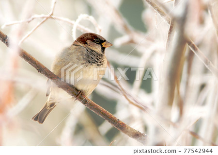 House Sparrow (Passer domesticus) House Sparrow (Passer domesticus) 77542944
