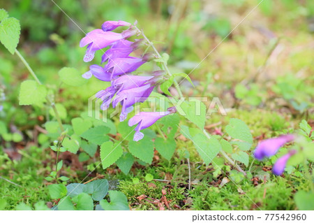 Lashawmonkazura花 Lashawmonkazura花 77542960