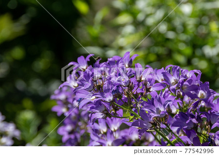 紫色風鈴 77542996