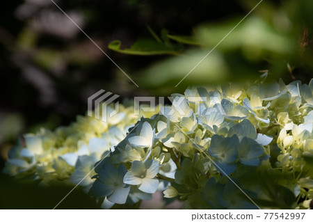 夏日花園中的淡藍色繡球花 夏日花園中的淡藍色繡球花 77542997