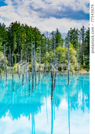 Summer green thickets and blue pond Biei Town Summer green thickets and blue pond Biei Town 77543074
