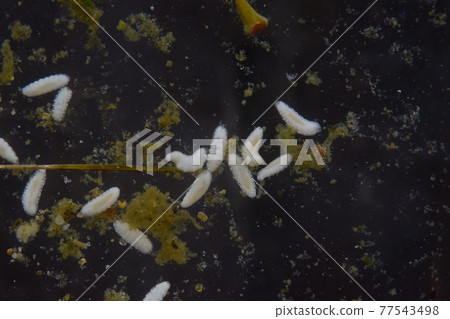 Hoverfly larva first instar Hoverfly larva first instar 77543498