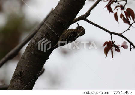 Woodpeckers 77543499