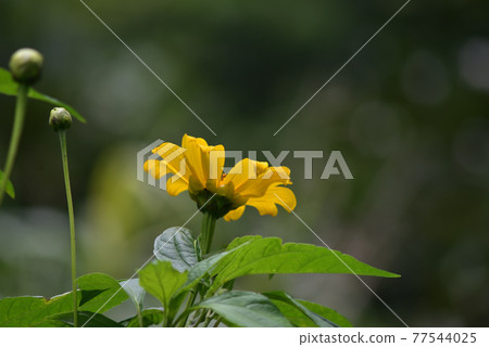 Yellow flowers I saw in a park in Naha city Yellow flowers I saw in a park in Naha city 77544025