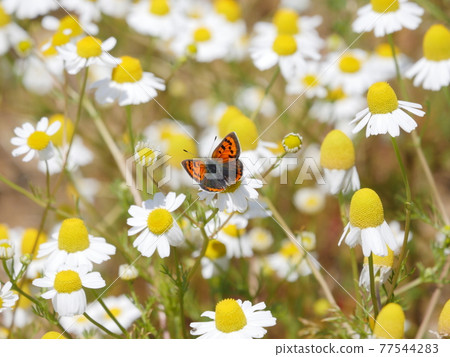 罌粟花和蝴蝶 罌粟花和蝴蝶 77544283