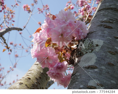 櫻花 櫻花 77544284