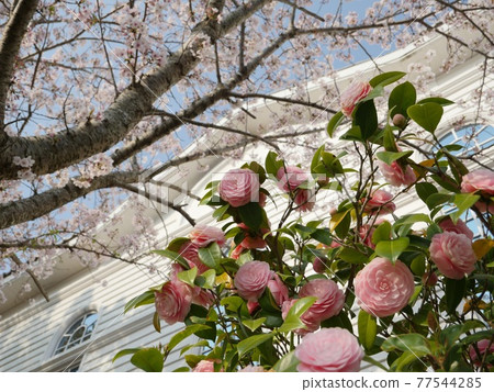 山茶花和櫻花 山茶花和櫻花 77544285