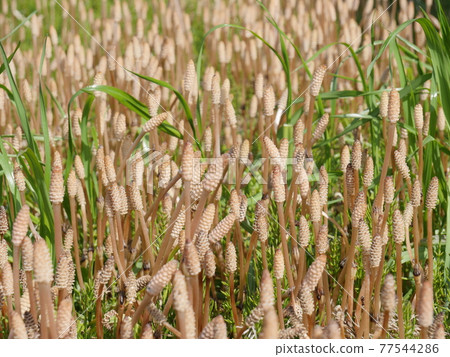 馬尾 馬尾 77544286