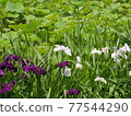 鳶尾花和荷花田 77544290