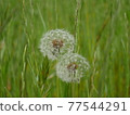  蒲公英 77544291