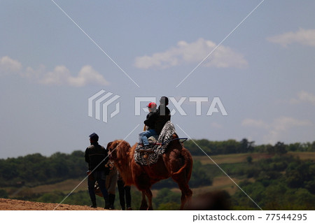 Camel at the Tottori sand dune 77544295