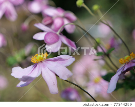 Sarashina Shuma Sarashina Shuma 77544299