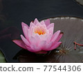睡蓮 77544306