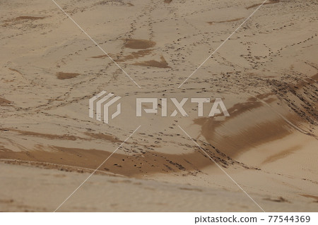 鳥取沙丘 鳥取沙丘 77544369