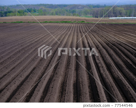 Spring fields Spring fields 77544546