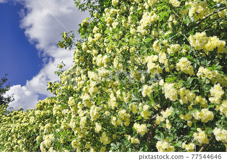 Costus玫瑰籬笆 77544646