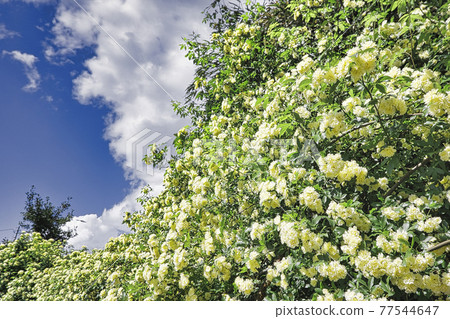 Costus rose fence 77544647