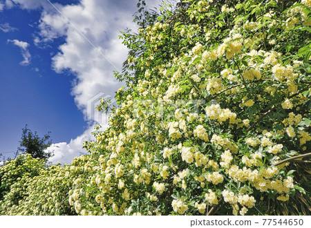 Costus玫瑰籬笆 77544650