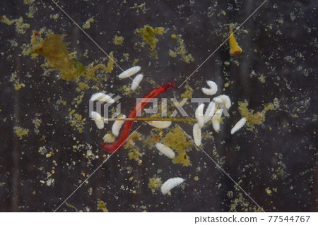 Larvae of red worms and hoverflies Larvae of red worms and hoverflies 77544767