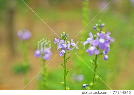 小松針花 77544840