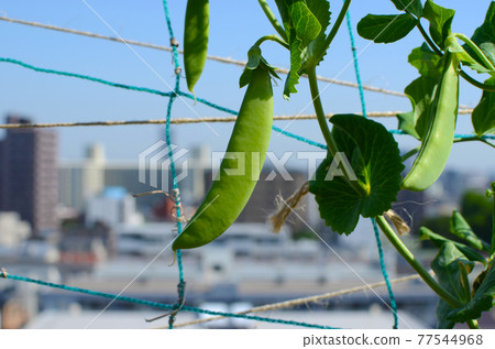 公寓裡的家庭花園 空中的豌豆 公寓裡的家庭花園 空中的豌豆 77544968