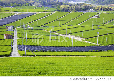 Beautiful Yame Chuo Tea Garden, a tea-producing region that represents Fukuoka Prefecture 77545047