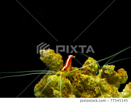 受歡迎的Lysmata amboensis 蝦 受歡迎的Lysmata amboensis 蝦 77545145