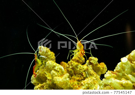 受歡迎的Lysmata amboensis 蝦 受歡迎的Lysmata amboensis 蝦 77545147