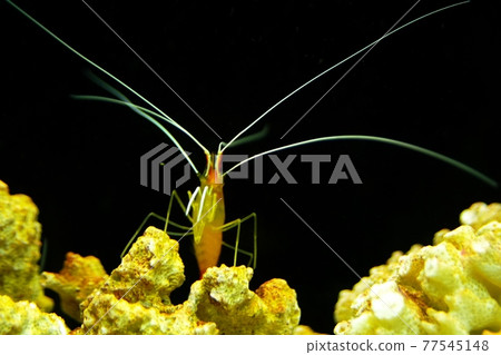 受歡迎的Lysmata amboensis 蝦 受歡迎的Lysmata amboensis 蝦 77545148