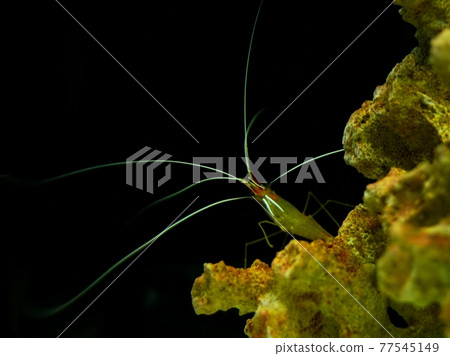 受歡迎的Lysmata amboensis 蝦 77545149